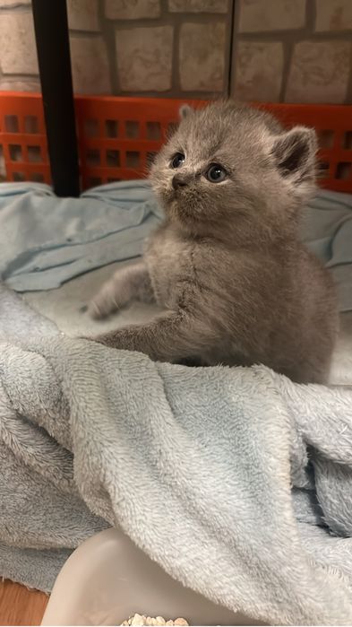 Scottish straight   com alta qualidade de raça