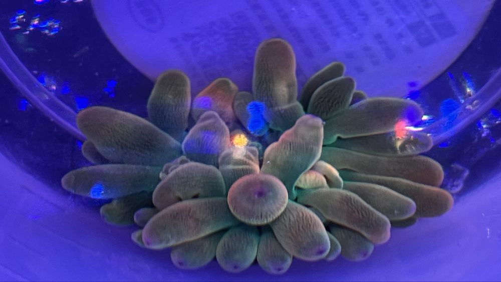 Ukwial Quadricolor rainbow