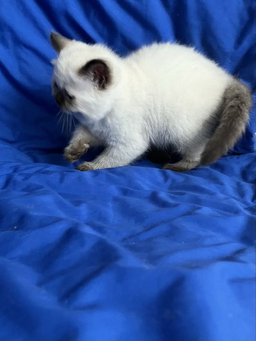 Шотландський котик.Хлопчик страйт