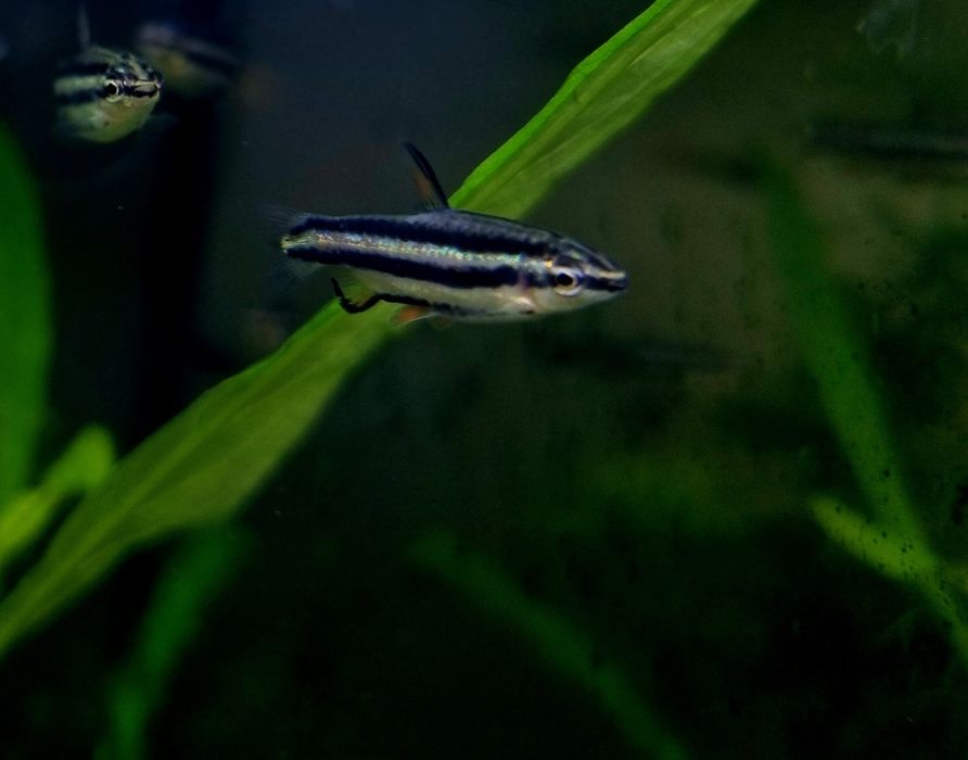 Drobnoustek marginatus/drobnoustek obrzeżony