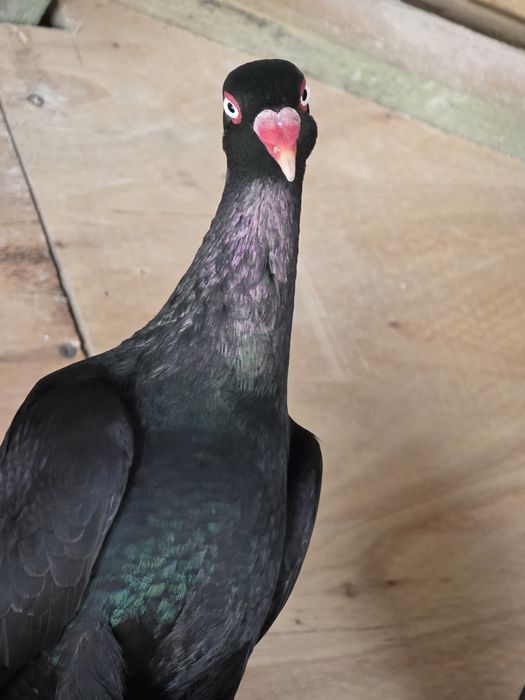 Czarne duńskie lotne