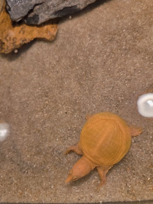 Żółwiak chiński Albino (Pelodiscus sinensis)