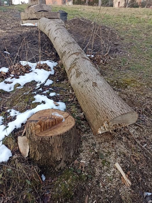 Jesion w klocu, kloda