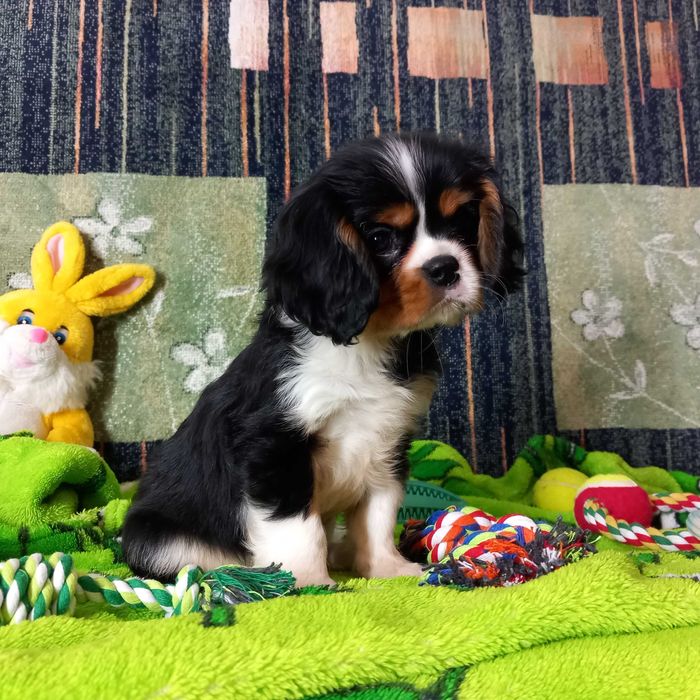 Кавалер кінг чарльз спаніель