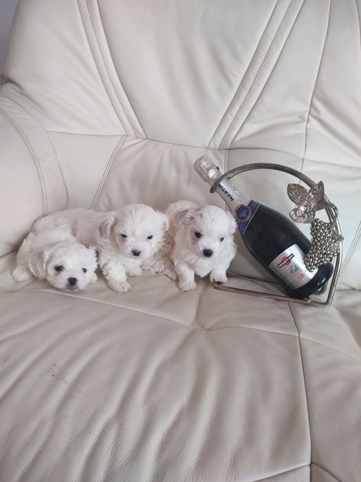 Мальтійські болоночки