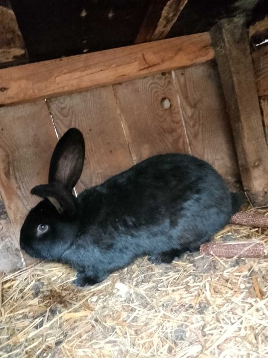 Sprzedam króliki samice