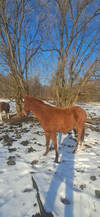 Klaczka AQH półtoraroczna kasztan