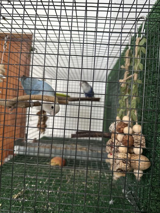 Love bird briding payer