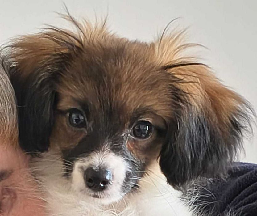 szczeniak PHALENE, piękny sobolowy piesek (nie papillon) ZKwP / FCI