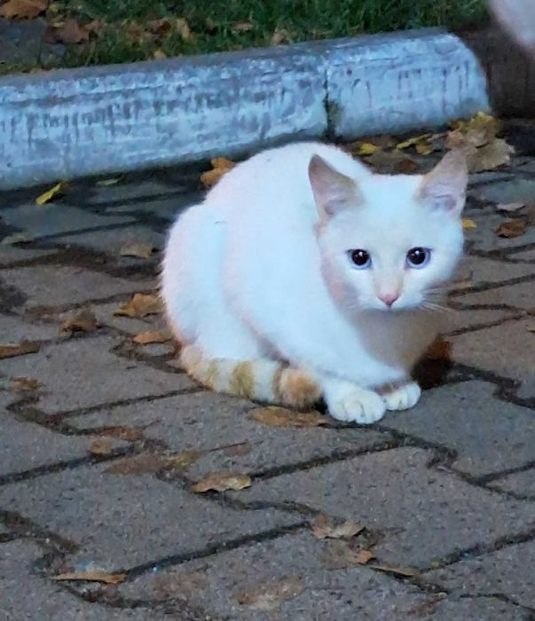 Кошенята  шукають родину