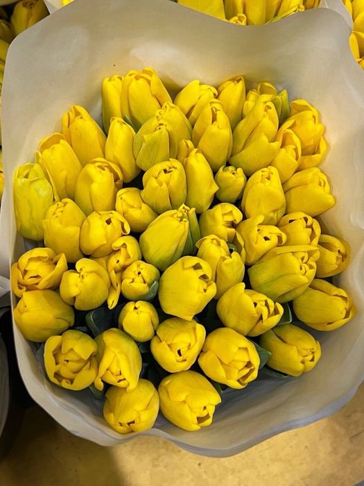 Тюльпани Українські | Голландські | Букет або поштучно | Малий ГУРТ