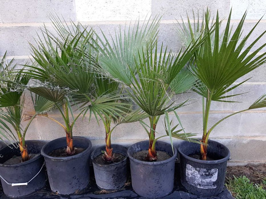 Palmeira Washington Robusta (leque)