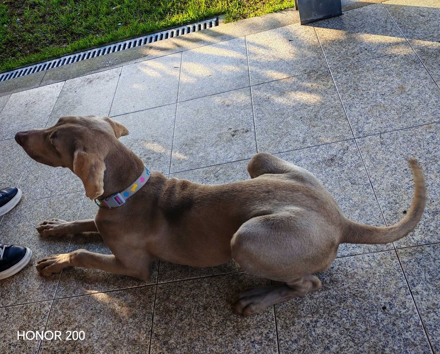 Cão  Braço de Weimar cinza