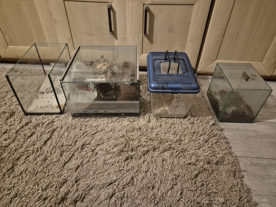 Teraria Po Ptasznikach 4 Sztuki