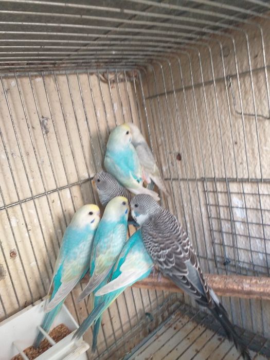 Piriquitos arco íris