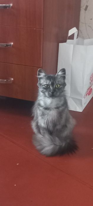 Віддам в хороші руки кицю