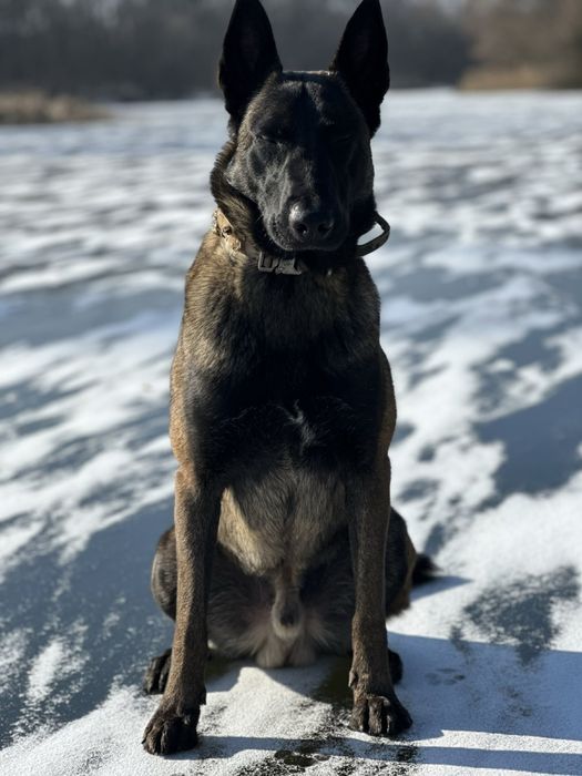 Бельгийская овчарка