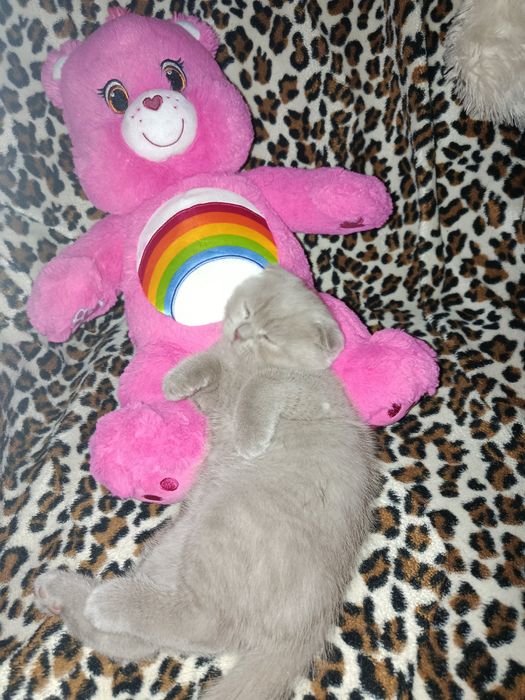 Продам шотландских вислоухих котят