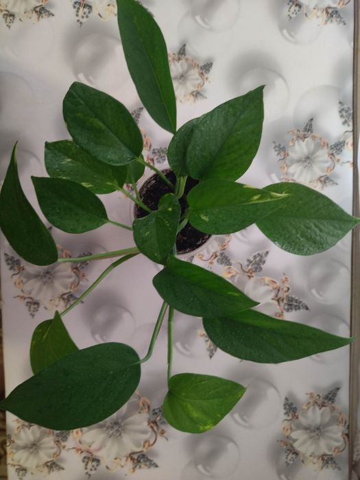 Возон Епіпремнум Epipremnum Aureum 3 шт.