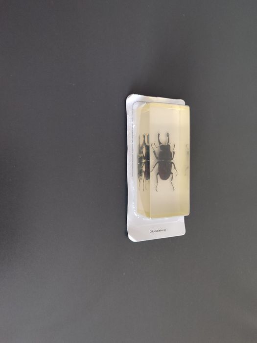 Жук-олень в оригінальній упаковці