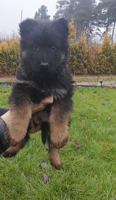 Owczarki Niemieckie Długowłose