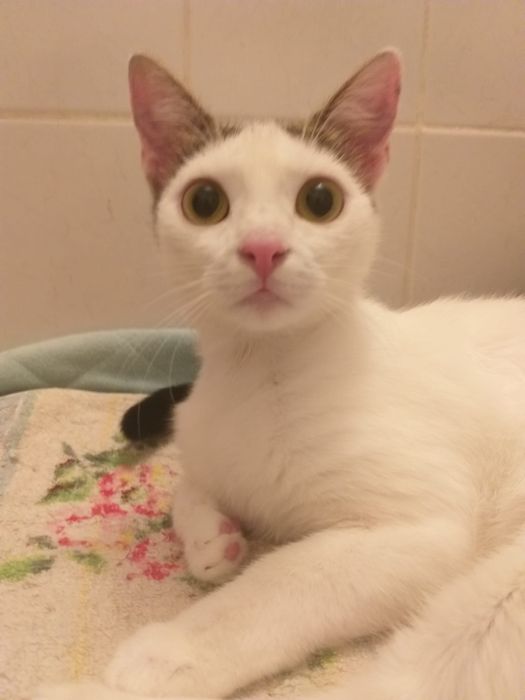 Młoda kotka do adopcji.