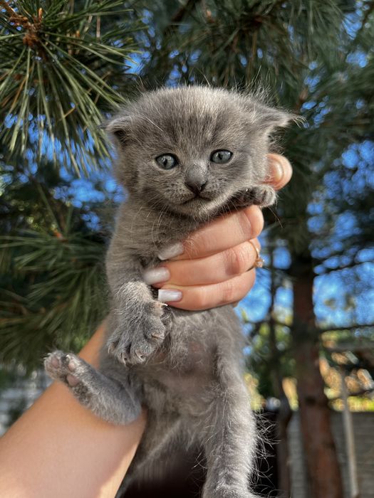 Віддам  кошенят