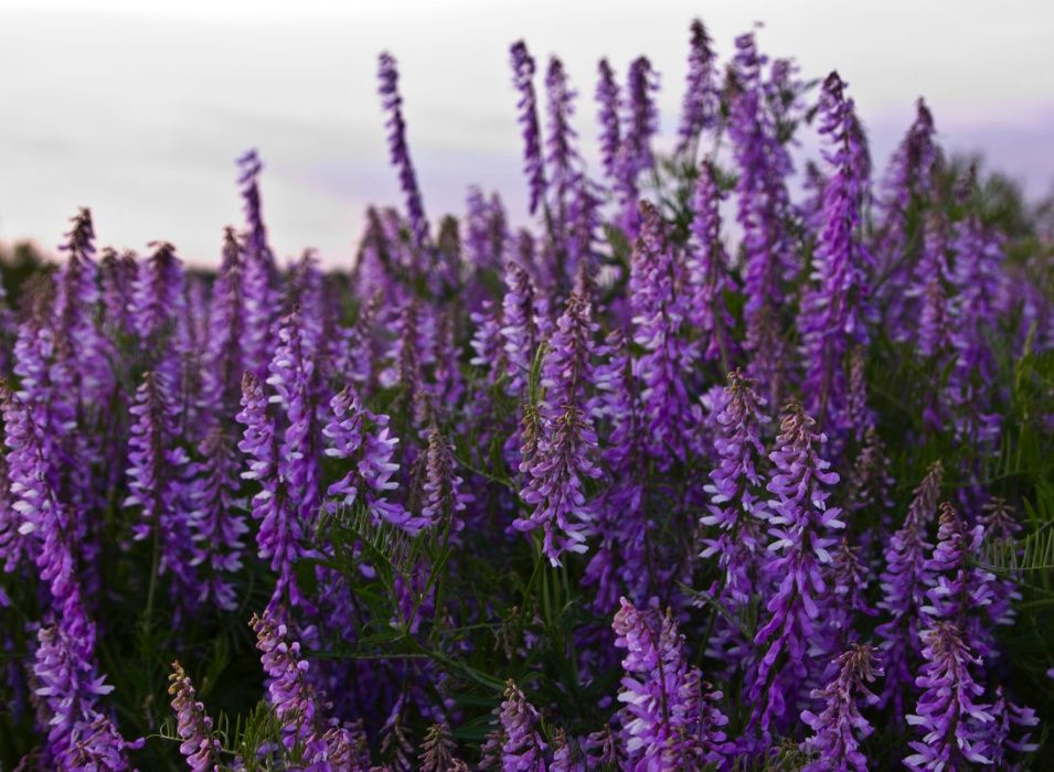 Продам насіння  люцерни  .прочищена,  магниченна