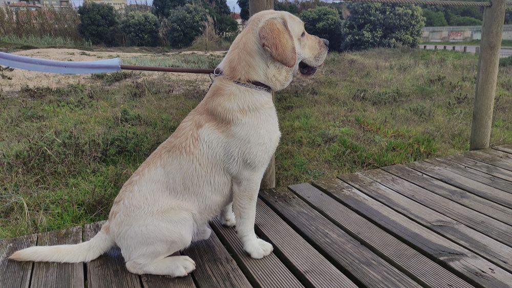 Labrador Seeks Girlfriend65048667808131125