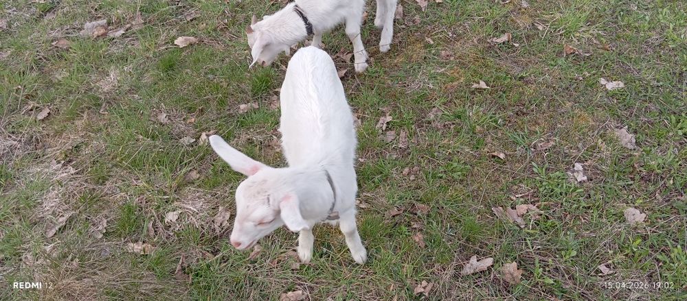 Продам 3 козки 1 козлик