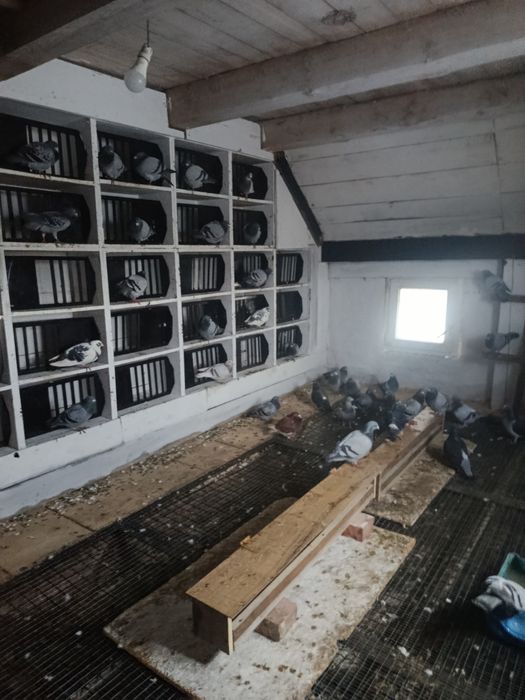Sprzedam gołębie pocztowe nadwyżka stada