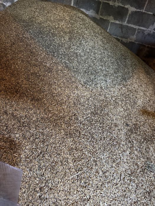 Owies jary, żyto ozime po centrali