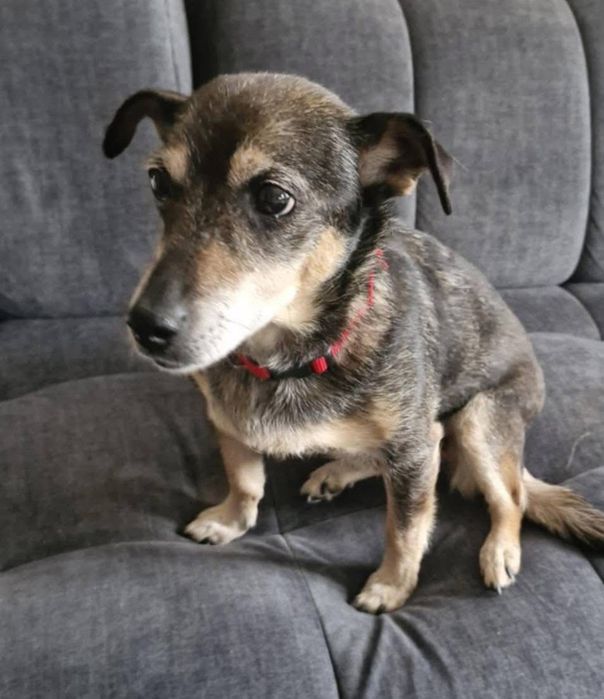 Mała Mi ,szuka domku.