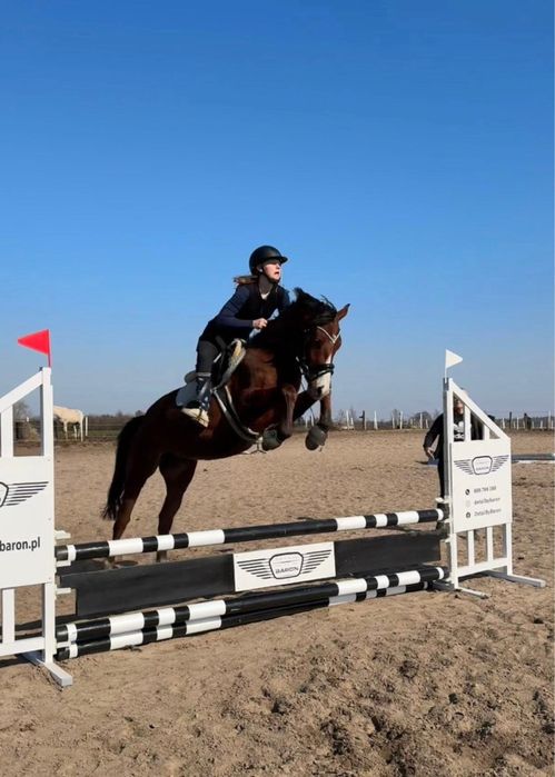 Wałach 5 lat, po Calico, 153 cm, do sportu!