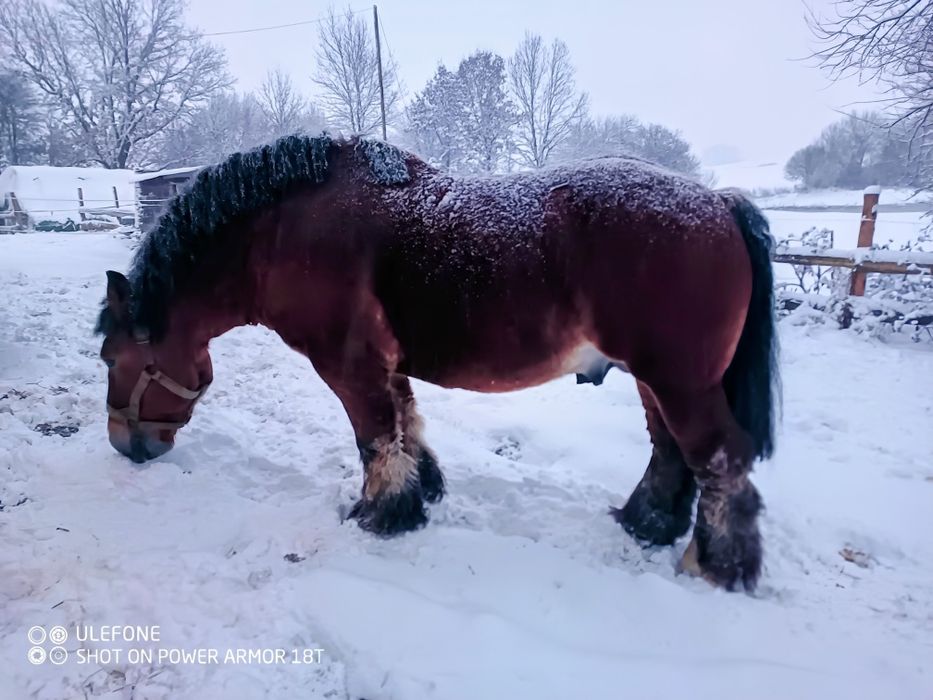 Stanówka  ogierem PKZ