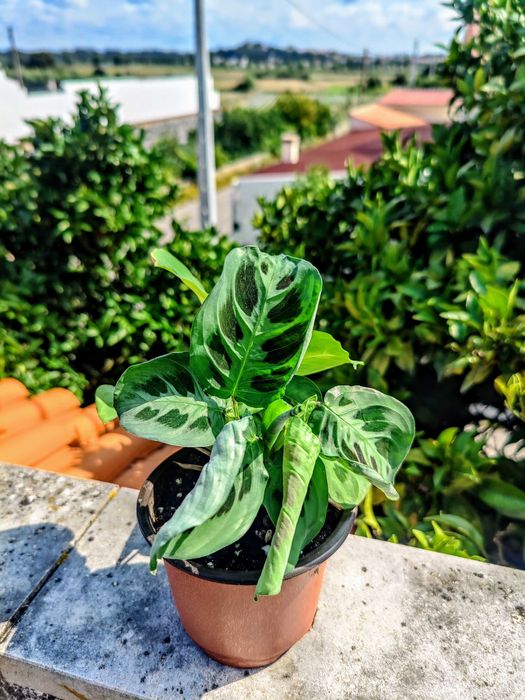 Muda Planta Maranta Leuconeura