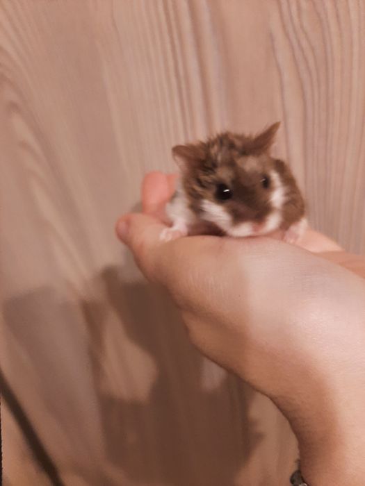 Chomik Campbella
