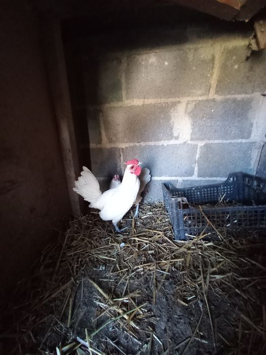 Kury koguty brodacze antwerpskie wąsacze i seberytki białe