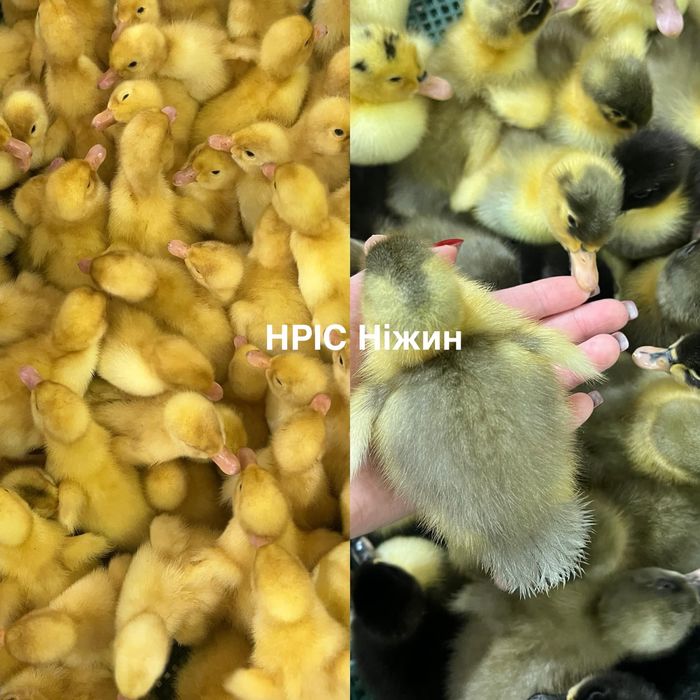 Мастер Грей (можлива доставка по Україні)