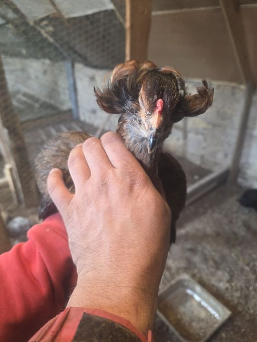 Kury rosy kury silki kury araukany naturalne ekologiczne kury