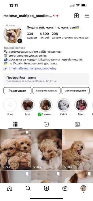 Дівчинка неймовірної краси пудель