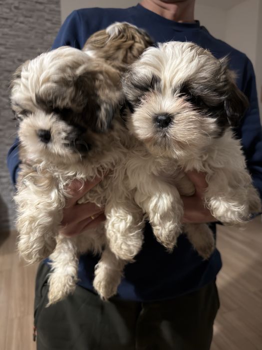 Szczeniak Shih tzu