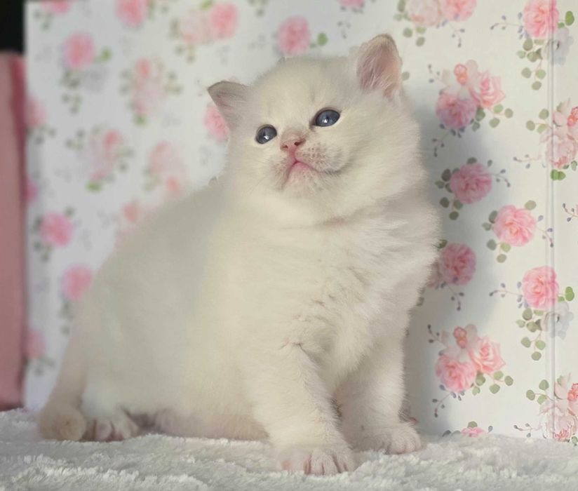 Wyjątkowy kocurek Ragdoll