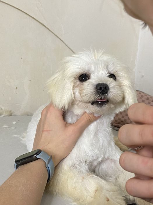 Мальтезе кукольная девочка 1 год