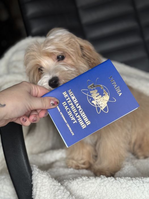 Мальтіпу хлопчик з паспортом міні мікро тікап лабрадудль