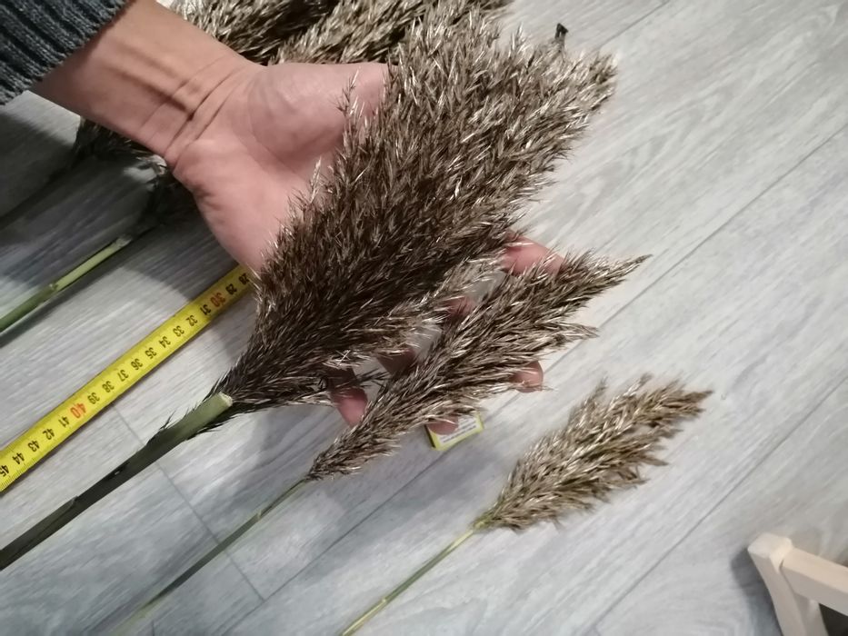 Очерет. Тростник. Камиш. Пампасна трава