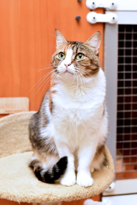 Чудесная кошечка Мими ищет заботливую семью