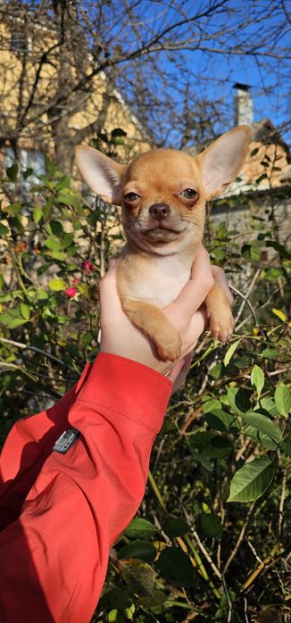 Чихуахуа КСУ девочка