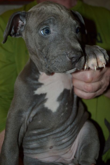 Голуба дівчинка амстаффа