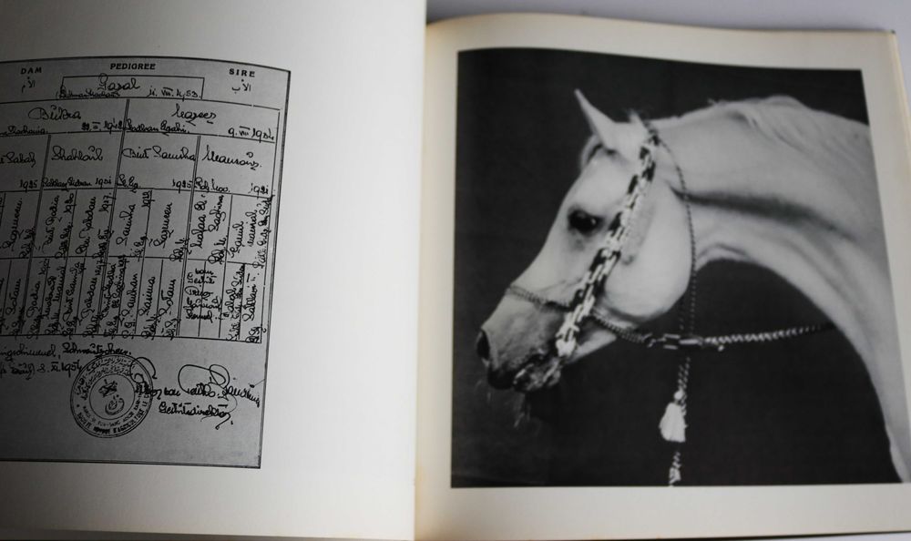 ARTE EQUESTRE Kinder des Windes (Filhos do Vento), em alemão